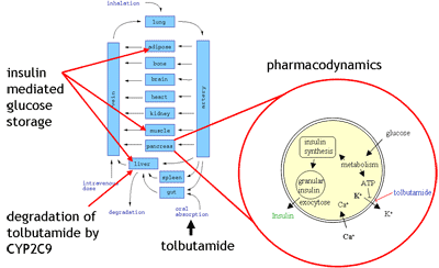 PBPKsystemsBiology